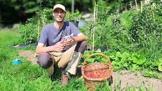 #44 New life in Italy, Forest Garden, Strawberry tart and jam, Visit to the beehives