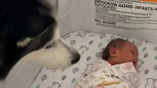 Husky Meets Baby for the First Time 🍼🐾 (The Day We Brought Her Home)