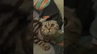 Котик Ричард