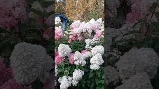 Гортензии