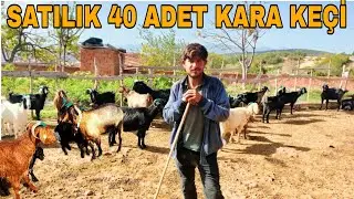 SATILIK 40 ADET KARA KEÇİ~BU KEÇİNİN PEYNİRİNİ YEMEYE DOYAMAZSIN.