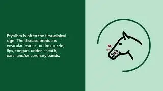 Vesicular Stomatitis in Large Animals | Merck Vet Manual