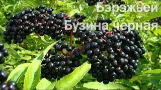 Мухамед Коблев-проект 