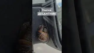 Знакомьтесь улитка Десантник #семейныйканалнаютуб #животные #природа