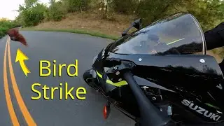 GSXR 1000 bird strike