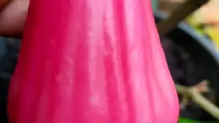perawatan cabang untuk pembuahan.