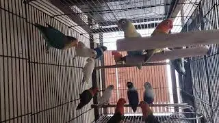 The day starts with the birds charm