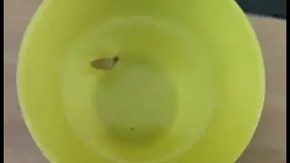 cockroach swimming because it's so Hot 🔥🔥🤣🤣#funny video# smart kid