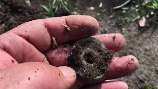 МЕЧТЫ СБЫВАЮТСЯ УДАЧНЫЙ КОП