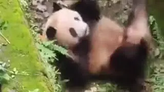 Rolling Panda