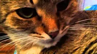 Кошечка разговаривает /Cat talking