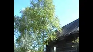 Белая берёза