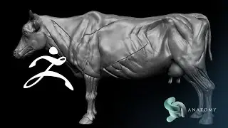 Cow Bovine Anatomy in Zbrush Core (Complete Tutorial)