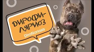 Дирофиляриоз