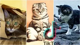 Tiktok Cats:  Funniest And Cutest Cat Videos Compilitation (Funny Animals-Funny Pets)
