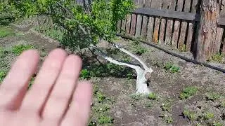 дача, Сибирь