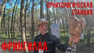 Орнитологическая станция Фрингилла.  Куршская коса.