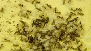 Crazy Ants Invade