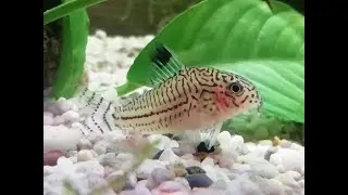 My fishes being my fishes for 8 minutes straight (having their dinner)