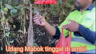 Mencari Udang di sungai Tambang #mancingudang  #tambang #mancing
