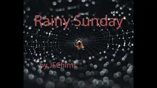 Rainy Sunday - Nikon Z9 video