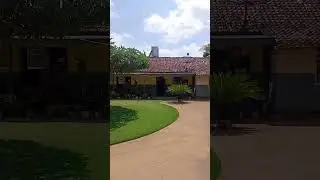 Pohon pule sebagai peneduh dihalaman rumah #rumahkampung   #rumahidaman #rumahdesa #rumahsederhana