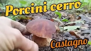 funghi porcini tra cerro e castagni