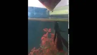 betta fish eat mosquito