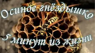 Осиное гнёздо, 5 минут из жизни
