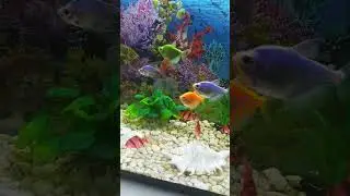 Мой хомячок Стёпа 🐹