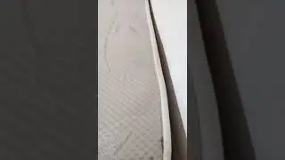 Yatak Kenarındaki Tahtakurusu, Yatak Böceği