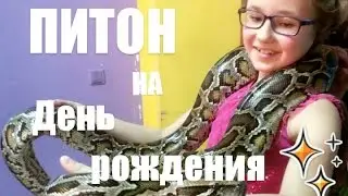 ПИТОН НА ДЕНЬ РОЖДЕНИЯ. Куколки празднуют День рождения  подружки. Забавные  животные. Веселое видео