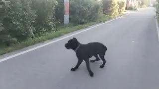 Собака породы Кане Корсо! #канекорсо #собака #canecorso #dog #