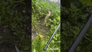 Как он заглотил крючок???