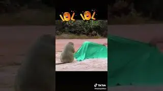 Tiger And Monkeys Prank In 2020, Amazing Running and Flying Fake Tiger and Wild Monkeys