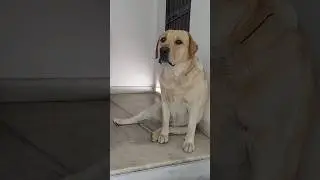 Cute labrador dog shy Madhuri Dixit ki Dance Step kar raha hai  😂🤣 Mini Vlog #dog #shorts