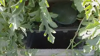 Бригадиру 😀🍉