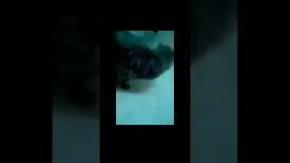 Коты вытираю зад попробуй не засмеяться