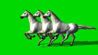 عدد من الاحصنه تجري خلفية خضراء some horses running green screen