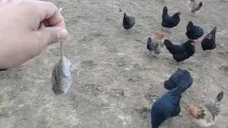 Тауык көкпары