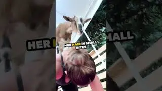 This goat shocked her during yoga 😅