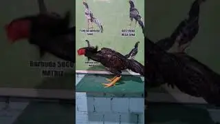 RONALDO GALISTA BORA BORA