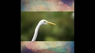 birds activities#youtube#youtuber#youtubevideo #youtubechannel