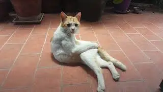Da gatto randagio a domestico: Biro