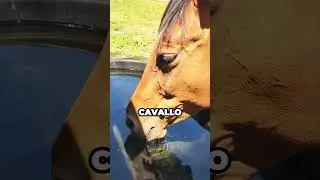 Perché il cavallo agita l'acqua e basta?