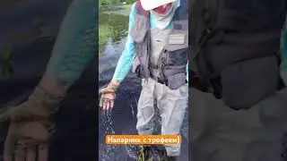 Отпустили кабанчика #поймалотпусти #рыбалка #fishing #рыбак #голавль #голавльнаспиннинг #shorts