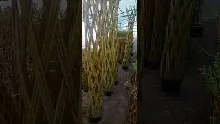 Живые плетеные деревья,ручная работа