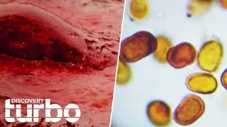 Panic Breaks Out In Sri Lanka As Blood-Red Rain Falls From The Sky | The Unexplained Files