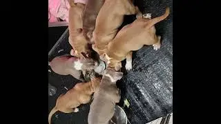 american bully