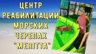 Где можно посмотреть черепах? 